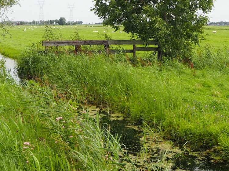 Veenweide Ilperveld met boom en schapen